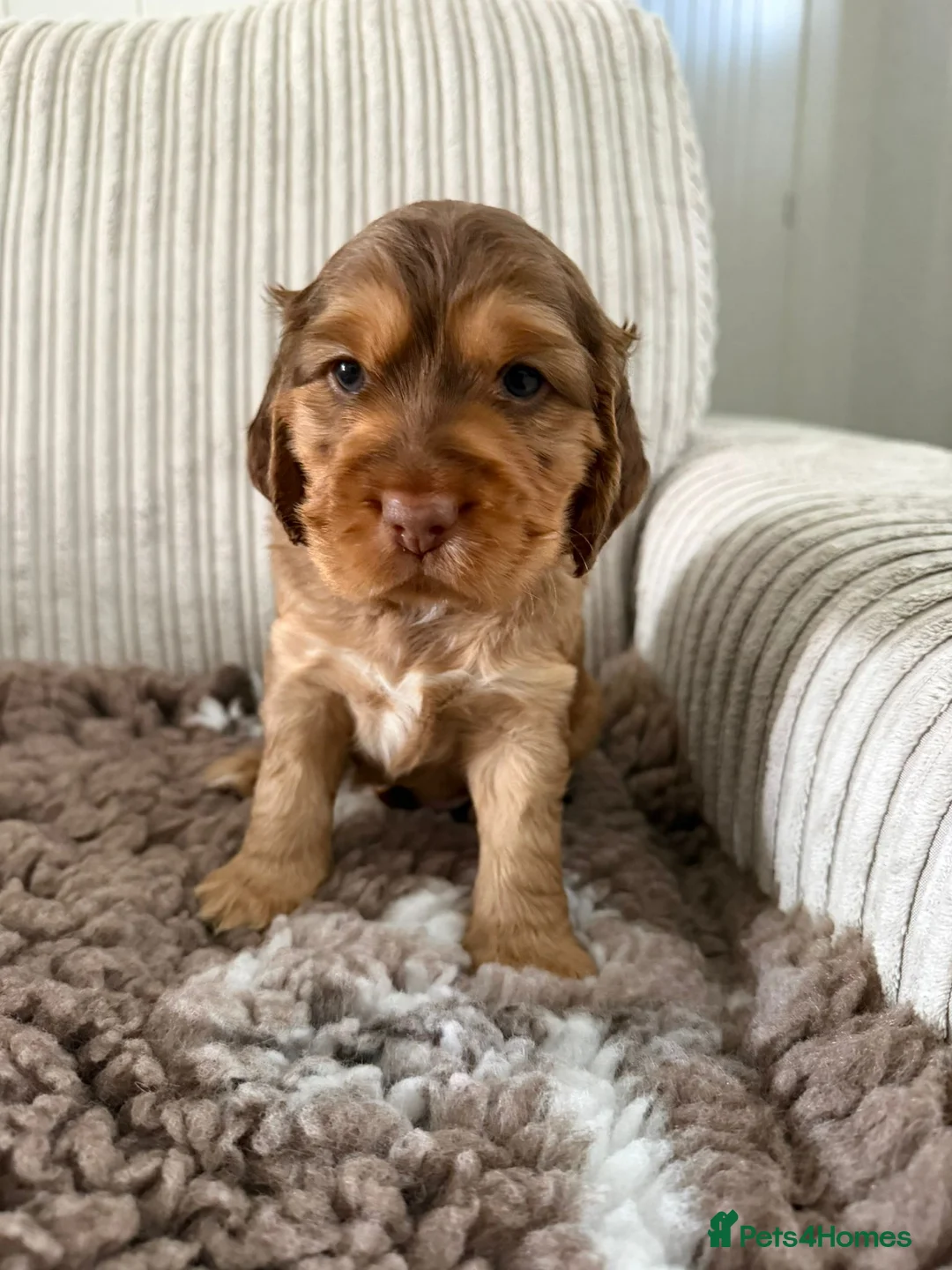 Cockapoo dogs for sale: Smooth cockapoo puppies - Advert 2