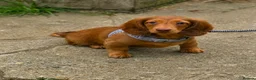 Miniature Dachshund dogs for sale: 1 male puppy left miniature Dachshund - Advert 2