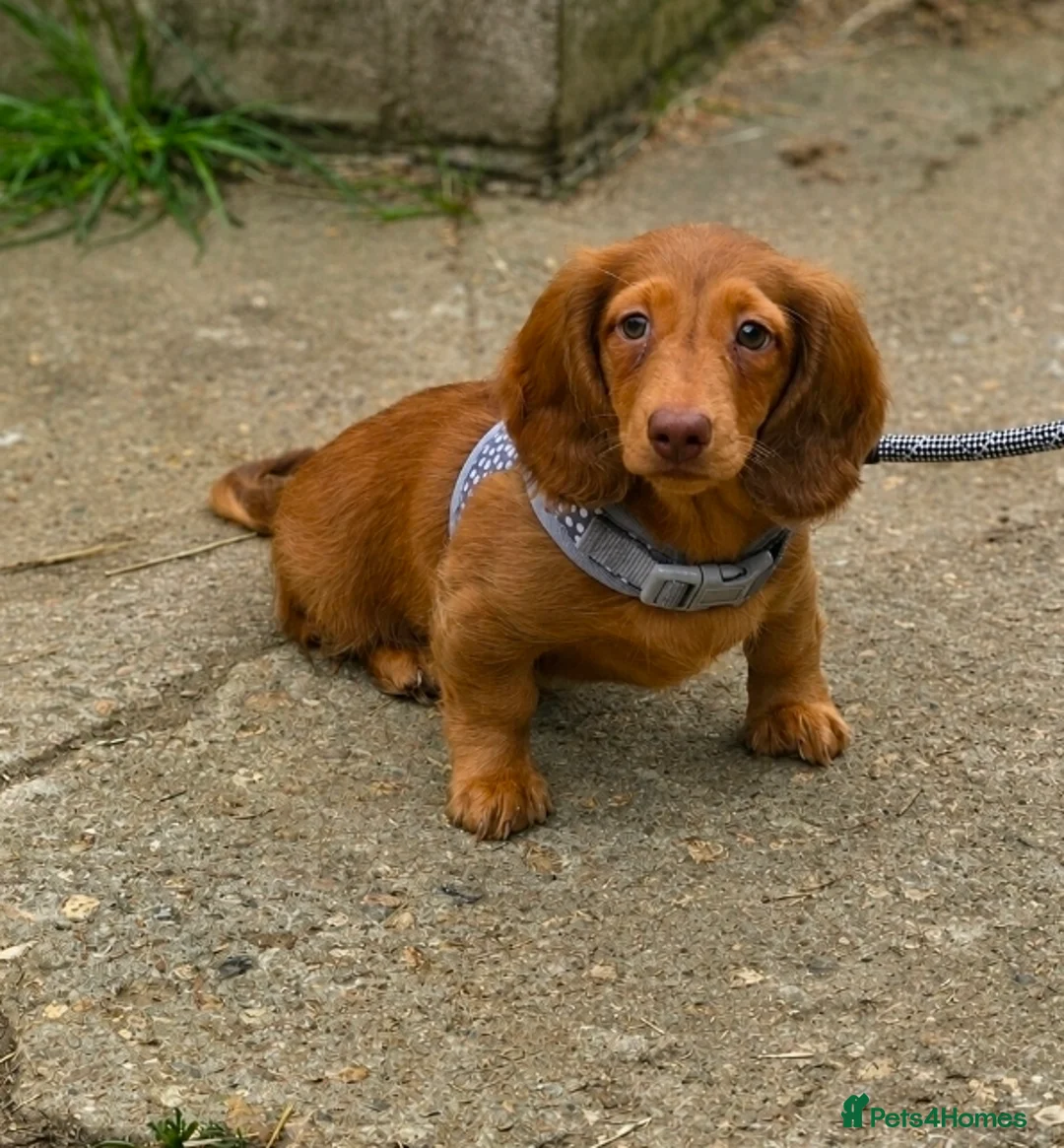 Miniature Dachshund dogs for sale: 1 male puppy left miniature Dachshund - Advert 2