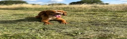 Cocker Spaniel dogs for stud: Working Cocker Spaniel at Stud (Proven) in Wolverhampton - Advert 6