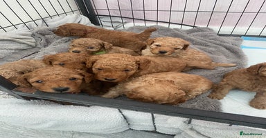 Cavapoo dogs - Advert 3