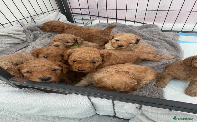 Cavapoo dogs - Advert 8