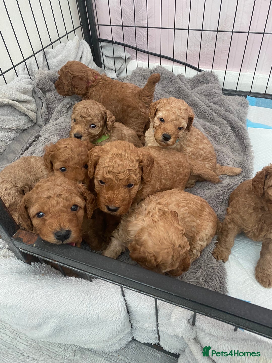 Cavapoo dogs for sale: Cavapoo puppy ready 21st October 1 girl left  - Advert 14