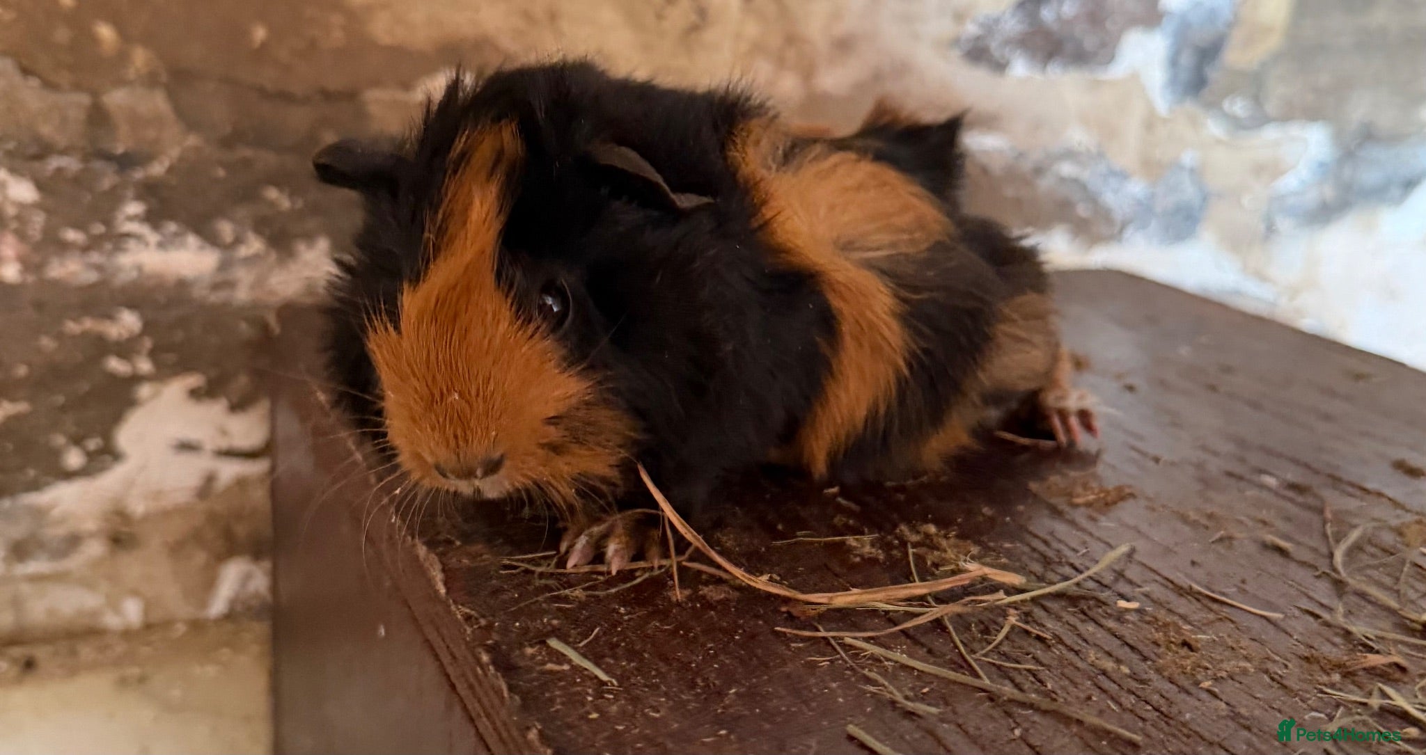 Guinea Pig rodents Gorgeous colourful guinea pigs - Advert 22
