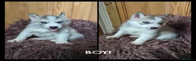 Siberian Husky 1