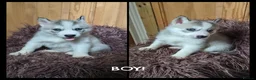 Siberian Husky dogs for sale: ​Gorgeous Siberian Husky Puppies in Peterborough - Advert 2