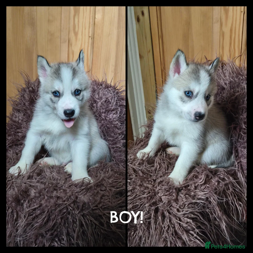 Siberian Husky dogs for sale: ​Gorgeous Siberian Husky Puppies in Peterborough - Advert 2
