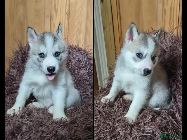 Siberian Husky dogs for sale: Gorgeous Siberian Husky Puppies - Advert 2