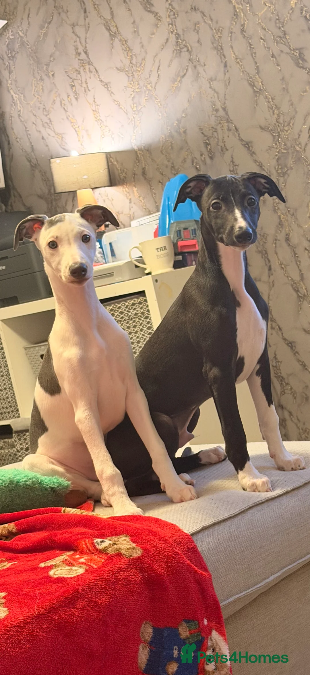 Whippet dogs for sale: Black kc registered boy  - Advert 4