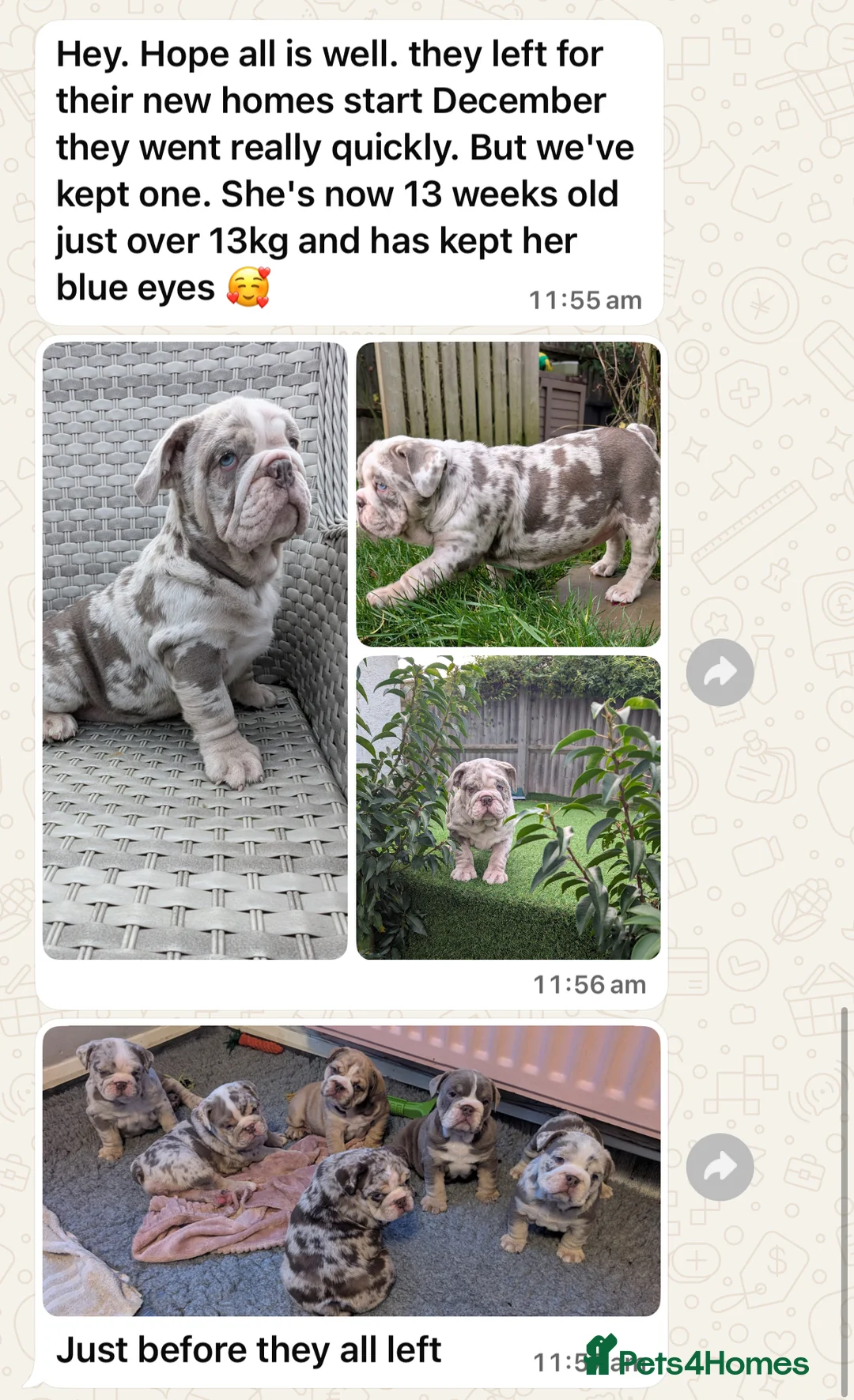 English Bulldog dogs for stud: Finest English Bulldog Stud – Proven Gem - Advert 6