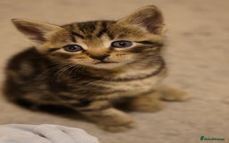 Mixed Breed cats for sale: Mixed breed  - Advert 4