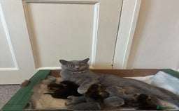 British Shorthair cats for sale: ⭐️TICA registered British Shorthair kittens⭐️ - Image 8