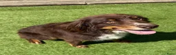 Bordoodle dogs for sale: Gorgeous Bordoodles - Advert 8