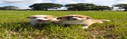 Welsh Corgi Pembroke dogs for sale: KC Registered Welsh Corgi Puppies  - Advert 5