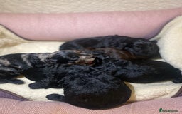 Cockapoo dogs for sale: Cockapoo pups  - Image 1