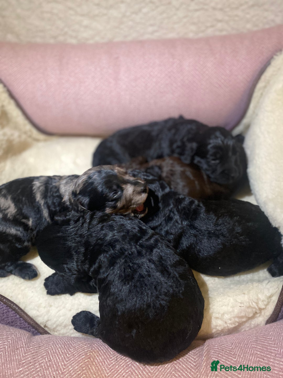Cockapoo dogs for sale: Cockapoo pups  - Image 1