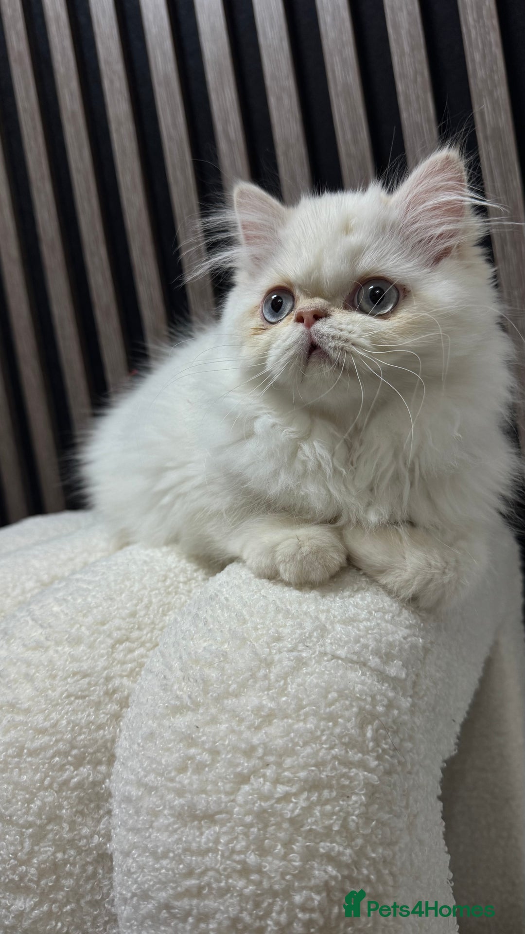 Persian cats for sale: Beautiful Persian Male Kitten Available - Advert 2