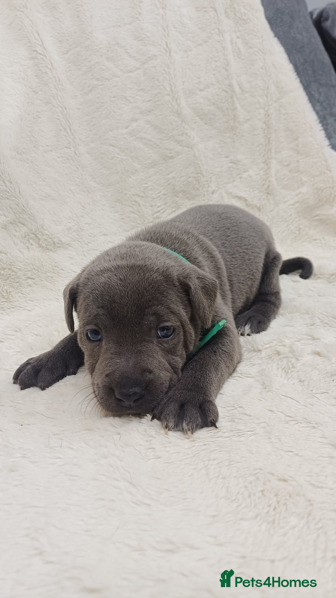 Staffordshire Bull Terrier dogs for sale: Beautiful blue staffy puppies  - Advert 7