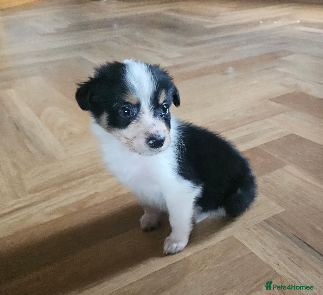 Border Collie dogs for sale: Beautiful border collies  - Image 4