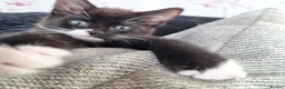 British Shorthair cats for sale: kittens in Wallingford - Advert 5
