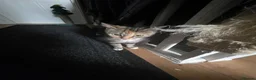 Mixed Breed cats for sale: 5 kittens  - Advert 3