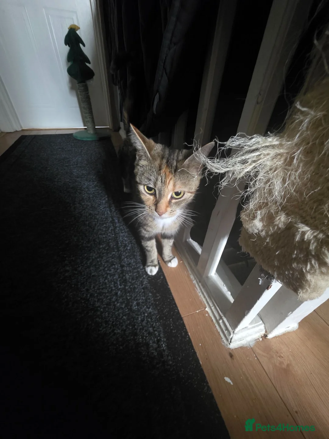 Mixed Breed cats for sale: 5 kittens  - Advert 3