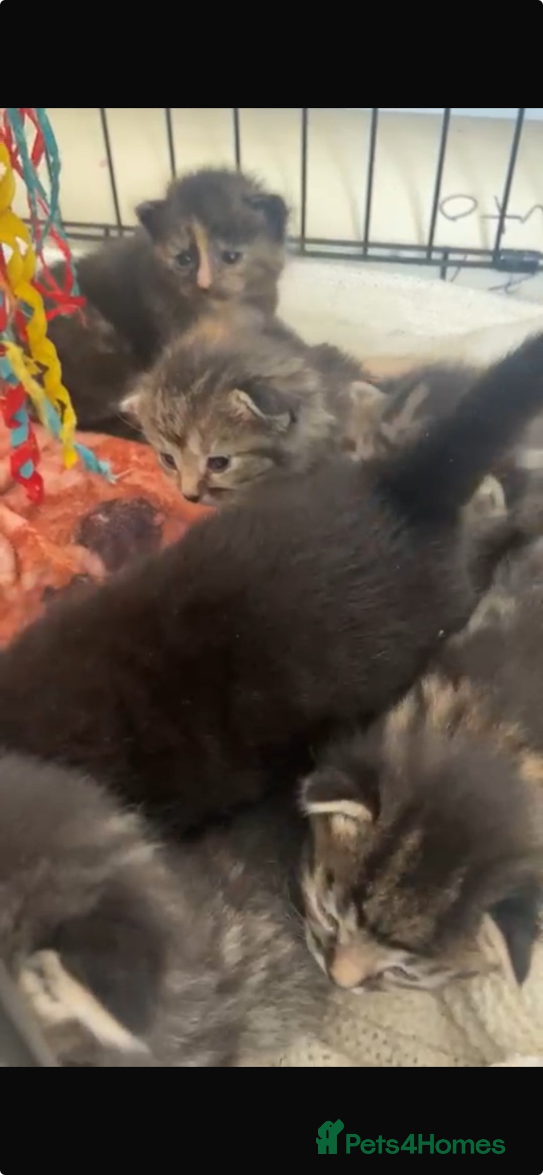 Bengal cats for sale: 7 little kittens  - Advert 2