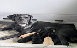 Labrador Retriever dogs for sale: Labrador puppies - (5 weeks free insurance) - Image 8