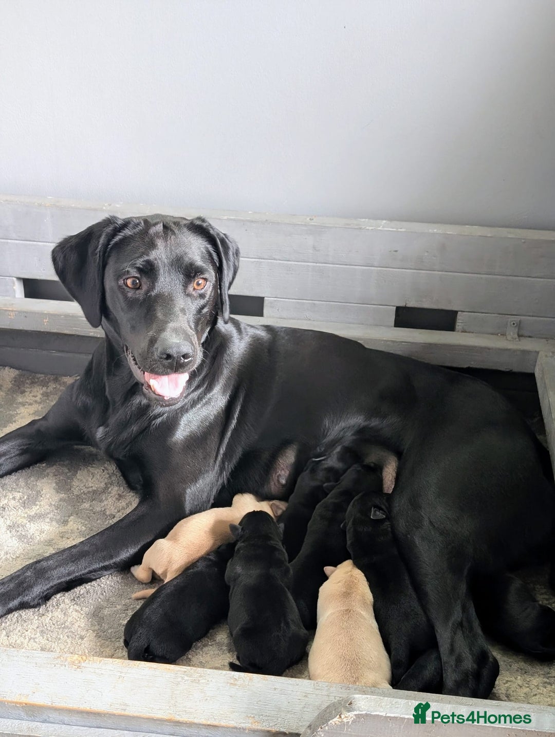 Labrador Retriever dogs for sale: Labrador puppies - (5 weeks free insurance) - Image 8