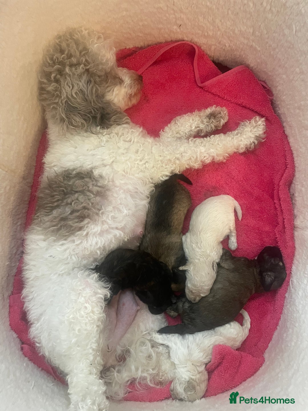 Miniature Poodle dogs for sale: Home Bred pups, extensively Health tested - Image 13