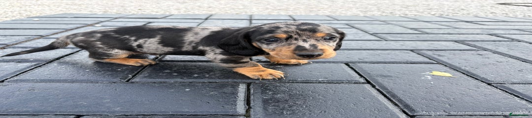 Dachshund Puppy 1