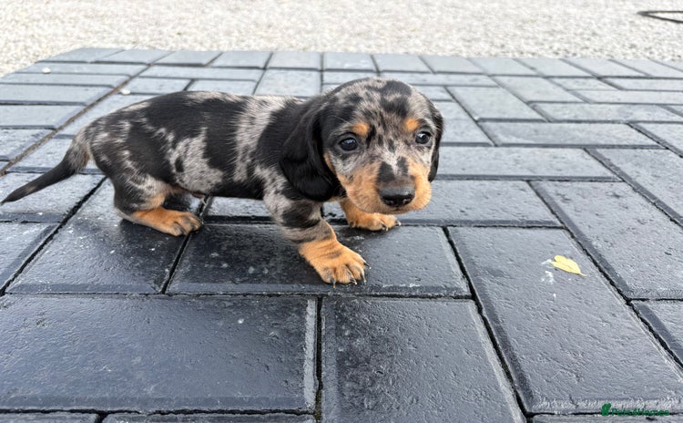 Dachshund dogs - Advert 3