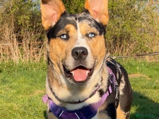 Mixed Breed dogs Husky cross bulldog needing a home - Advert 1