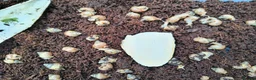 Snails invertebrates for sale: Baby African Land Snails for sale - Advert 2