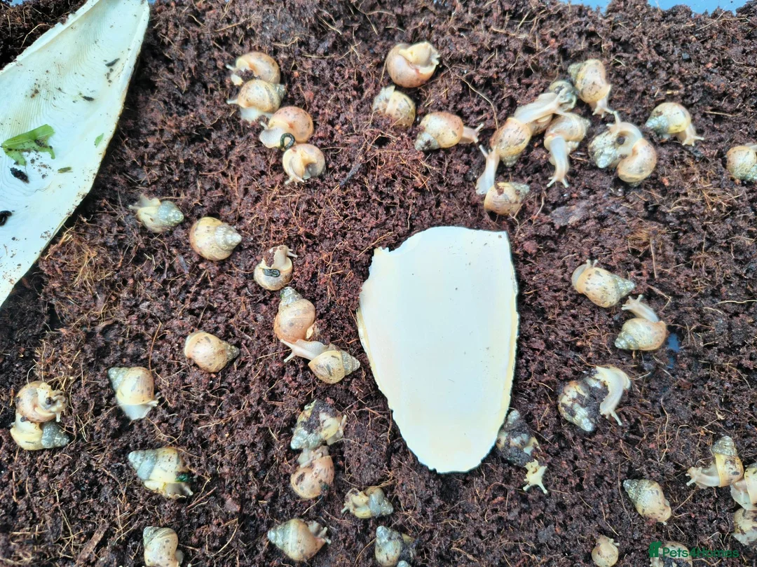 Snails invertebrates for sale: Baby African Land Snails for sale - Advert 2