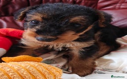 Airedale Terrier dogs for sale: Superb Airedale Terrier puppies Champion parents - Image 20
