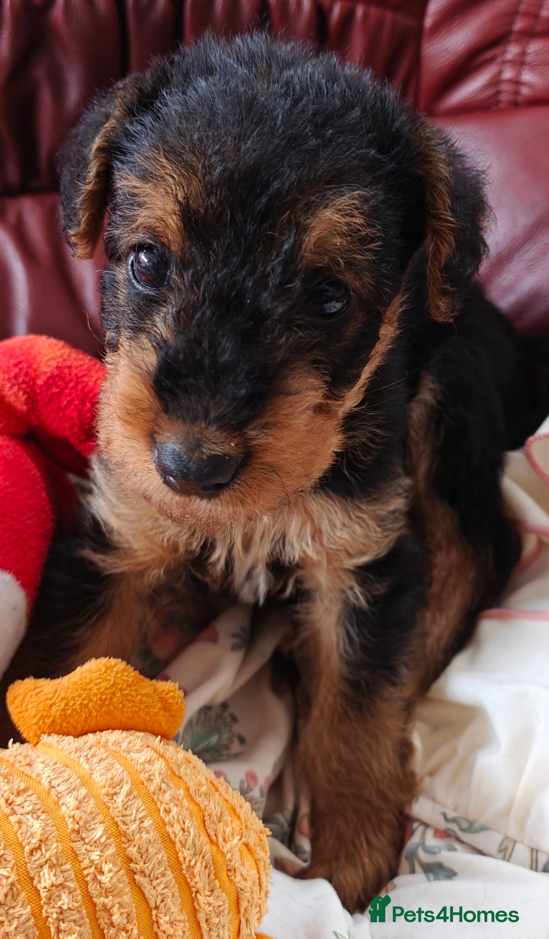 Airedale Terrier dogs for sale: Superb Airedale Terrier puppies Champion parents - Image 20