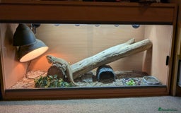 Bearded Dragon reptiles for sale: Bearded Dragon in need of new home! - Advert 1