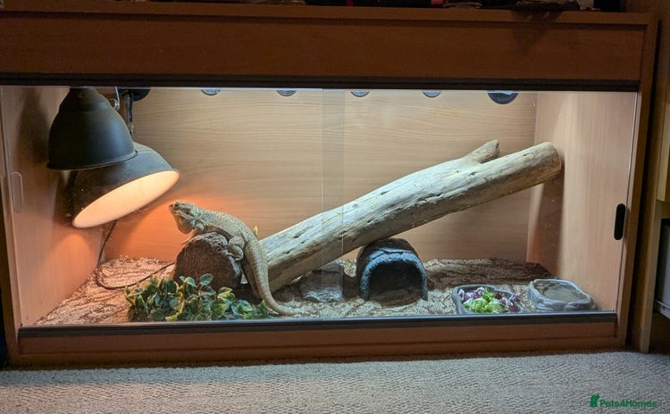 Bearded Dragon reptiles Bearded Dragon in need of new home! - Advert 1
