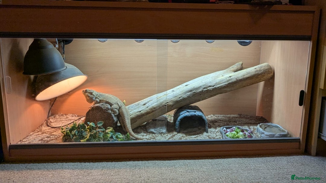 Bearded Dragon reptiles for sale: Bearded Dragon in need of new home! - Advert 1