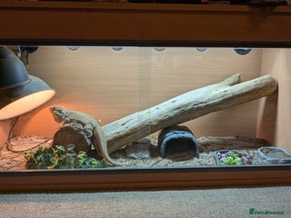 Bearded Dragon reptiles for sale: Bearded Dragon in need of new home! - Advert 1