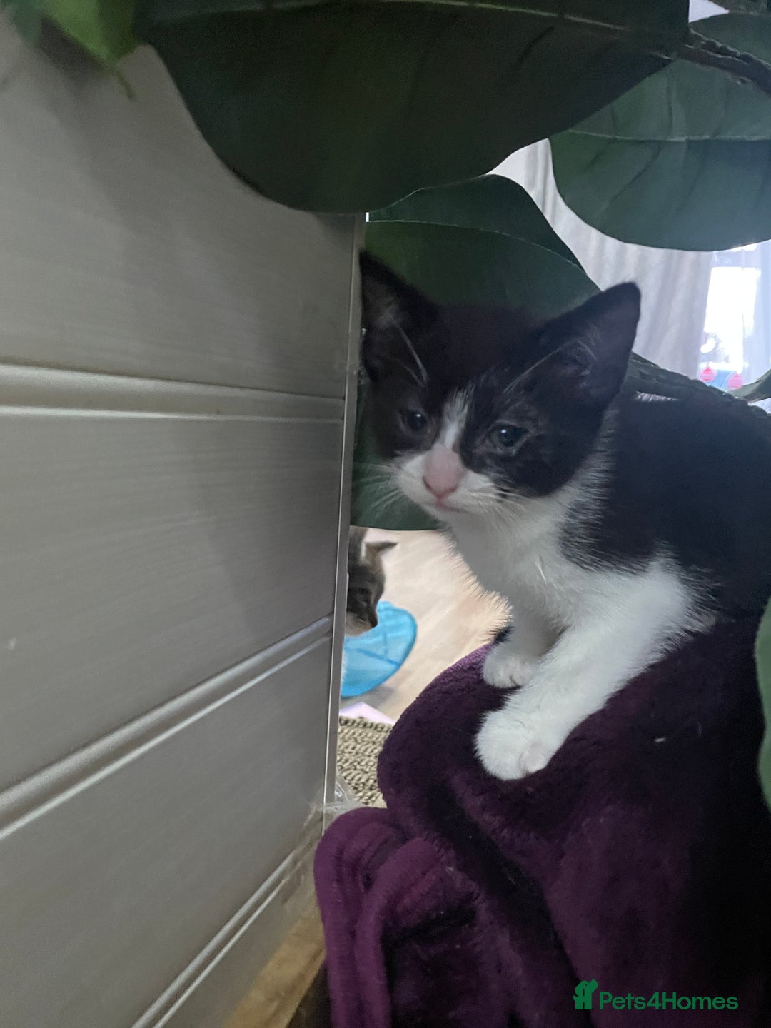 Mixed Breed cats for sale: Kittens Looking for a forever family  - Advert 5