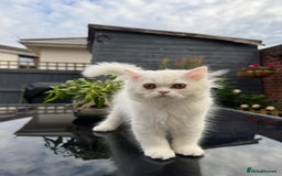 Persian cats for sale: 2 white Gorgeous Persian Boys - Image 24