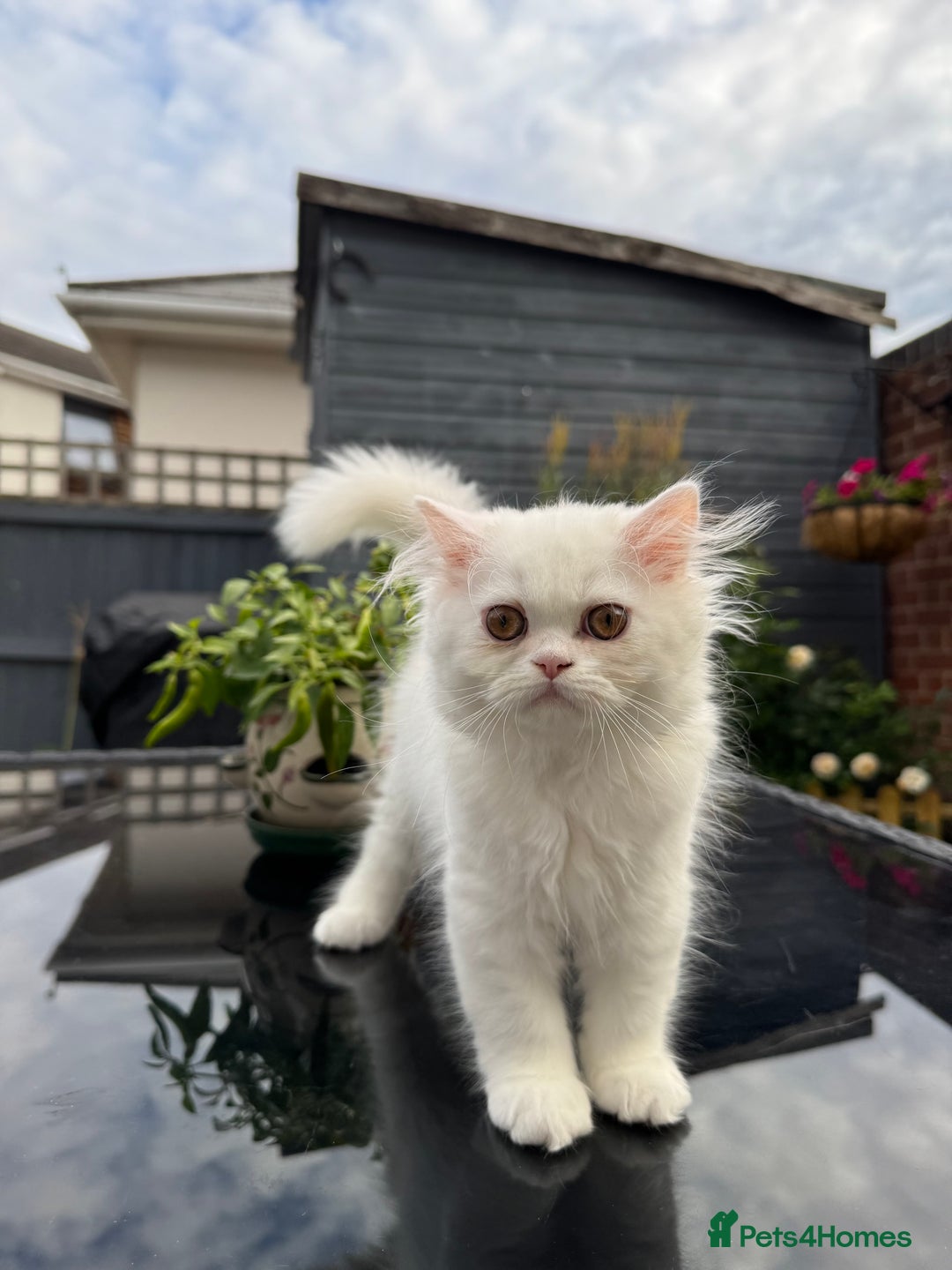 Persian cats for sale: 2 white Gorgeous Persian Boys - Image 24