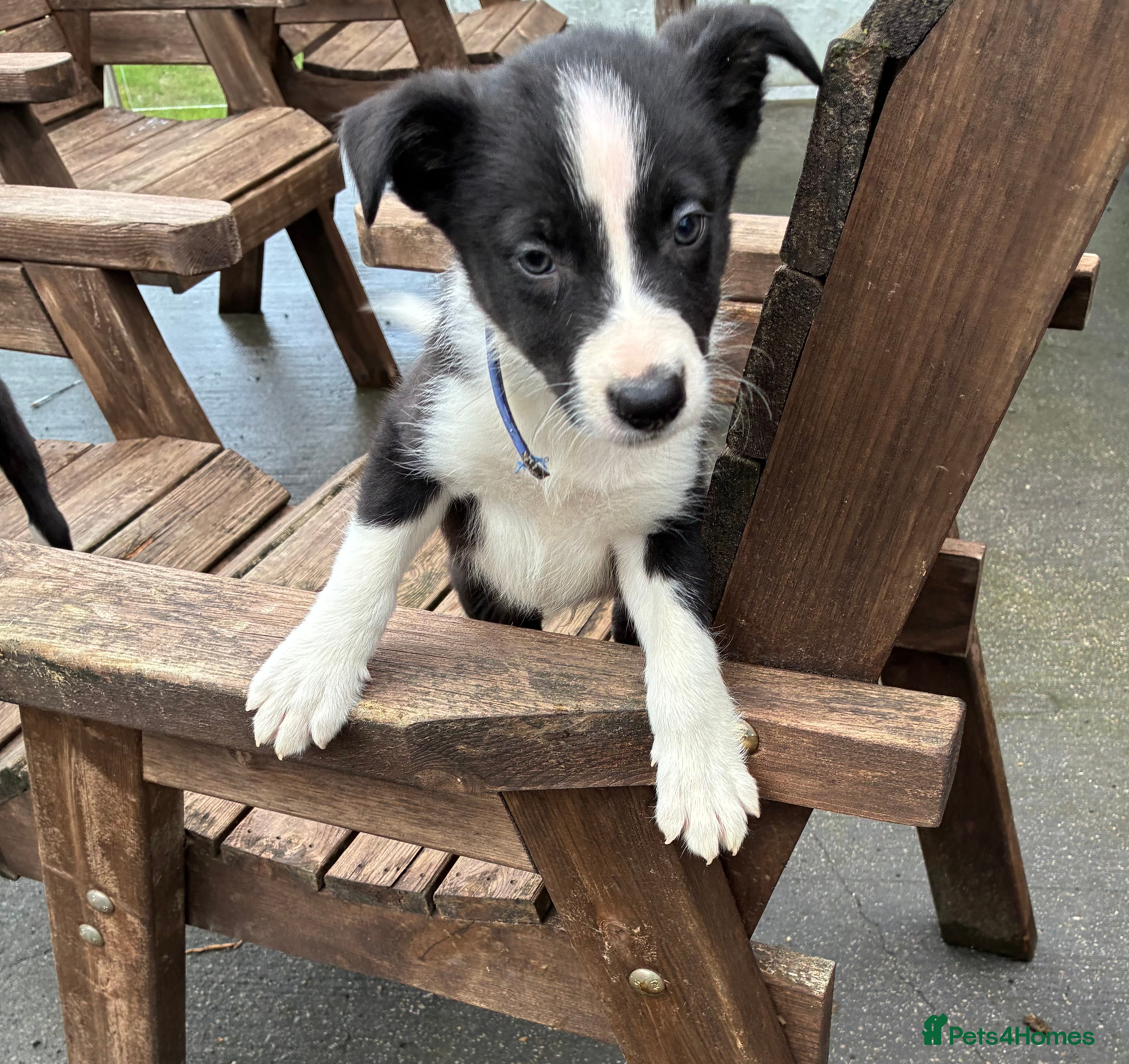 Border Collie dogs Border Collie Pups - Farm reared from working dogs - Advert 2