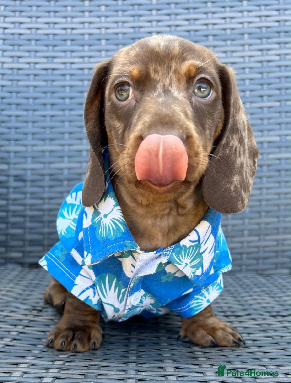 Miniature Dachshund dogs Kc reg miniature Dachshunds chocolate & Tan girls - Advert 17