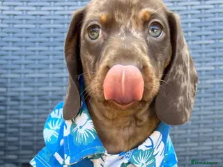 Miniature Dachshund dogs Kc reg miniature Dachshunds chocolate & Tan girls - Advert 17