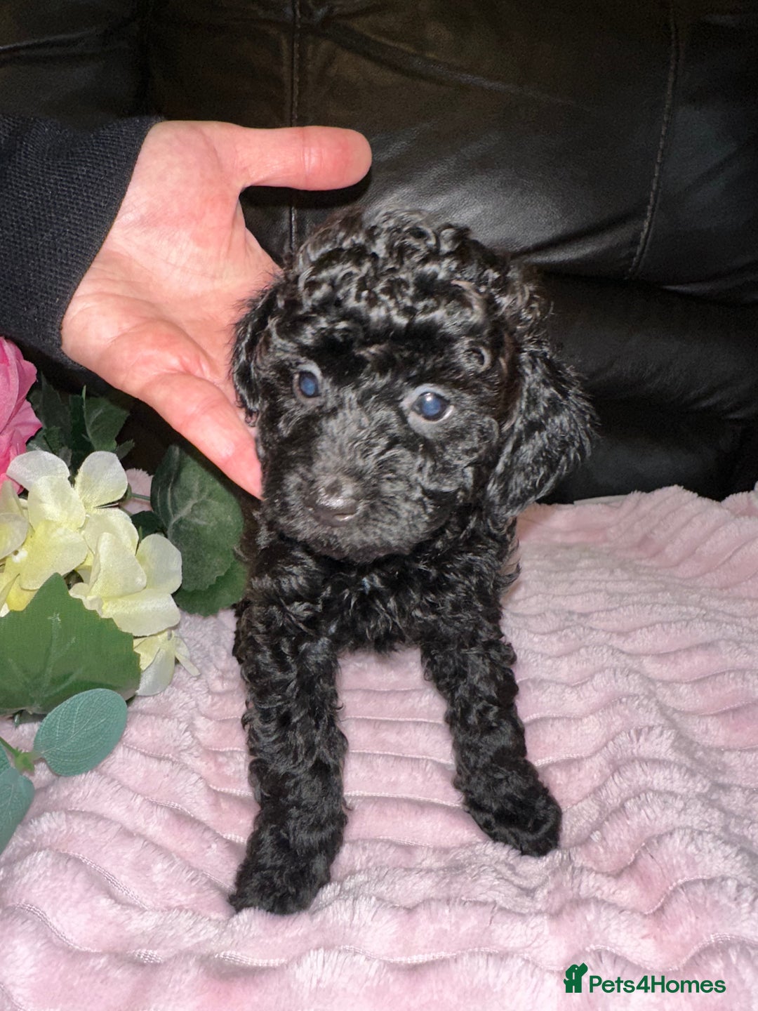 Toy Poodle dogs for sale: KC REG Purebred Stunning Toy Poodle Pups❤️  - Image 22