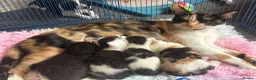 Domestic Shorthair cats for sale: 4 kittens to goto loving homes  in Basingstoke - Advert 1