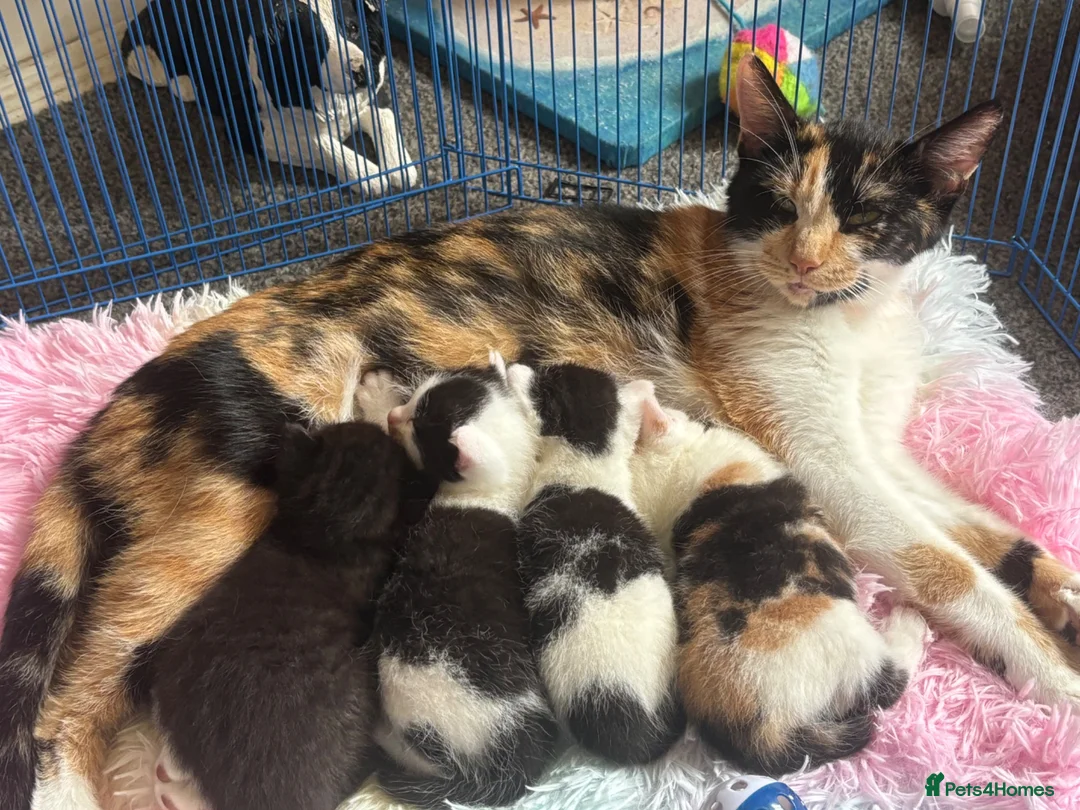 Domestic Shorthair cats for sale: 4 kittens to goto loving homes  in Basingstoke - Advert 1